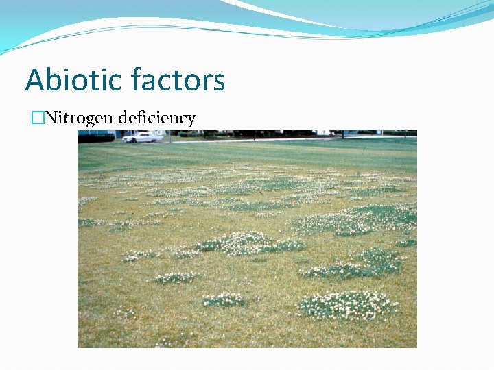Abiotic factors �Nitrogen deficiency 