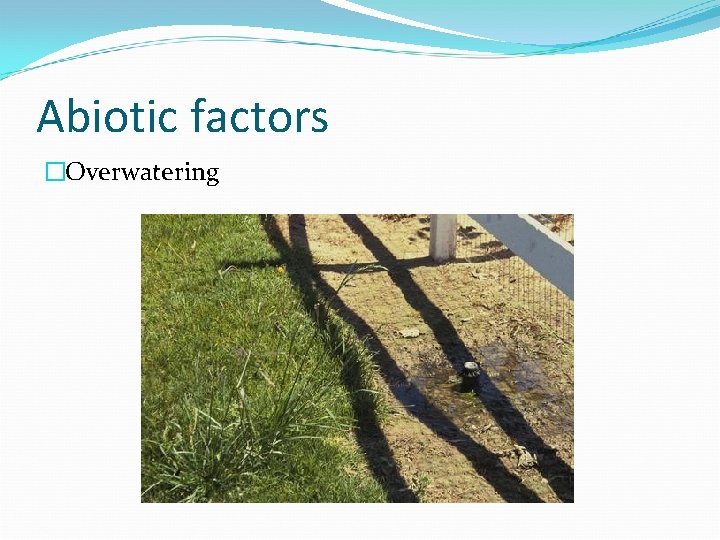 Abiotic factors �Overwatering 