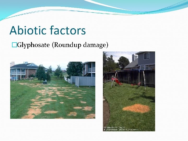 Abiotic factors �Glyphosate (Roundup damage) 