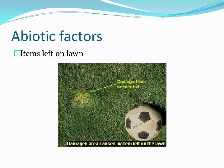 Abiotic factors �Items left on lawn 