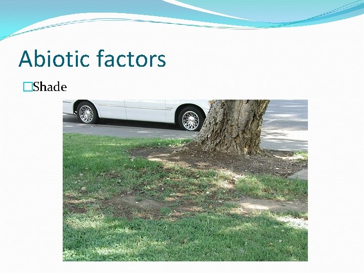 Abiotic factors �Shade 