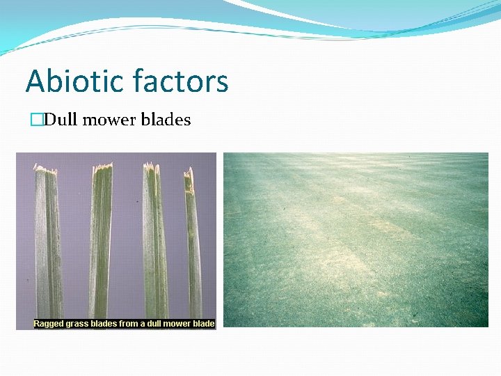 Abiotic factors �Dull mower blades 