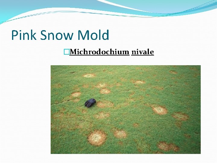 Pink Snow Mold �Michrodochium nivale 