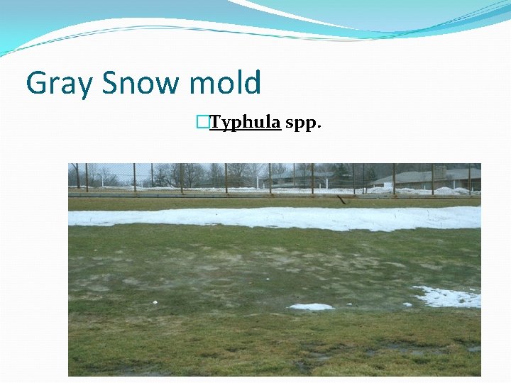 Gray Snow mold �Typhula spp. 