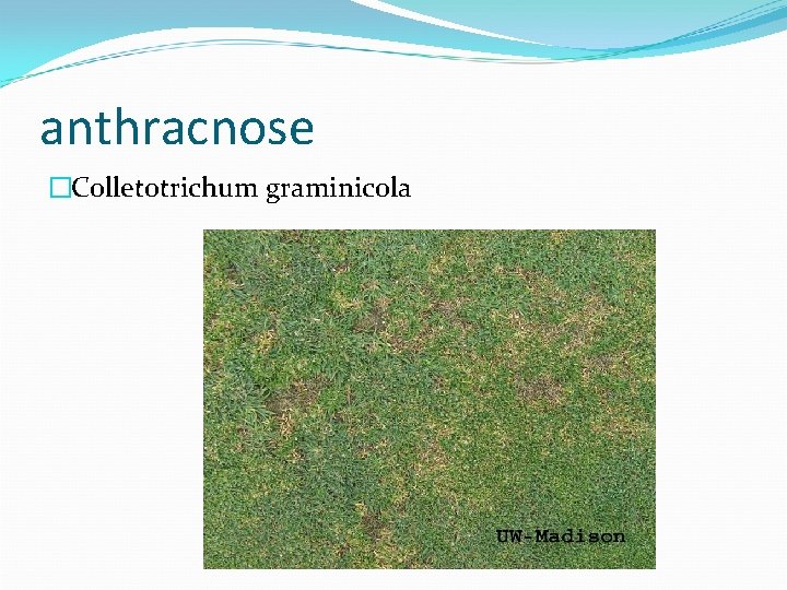 anthracnose �Colletotrichum graminicola 
