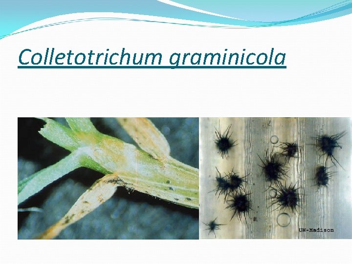 Colletotrichum graminicola 