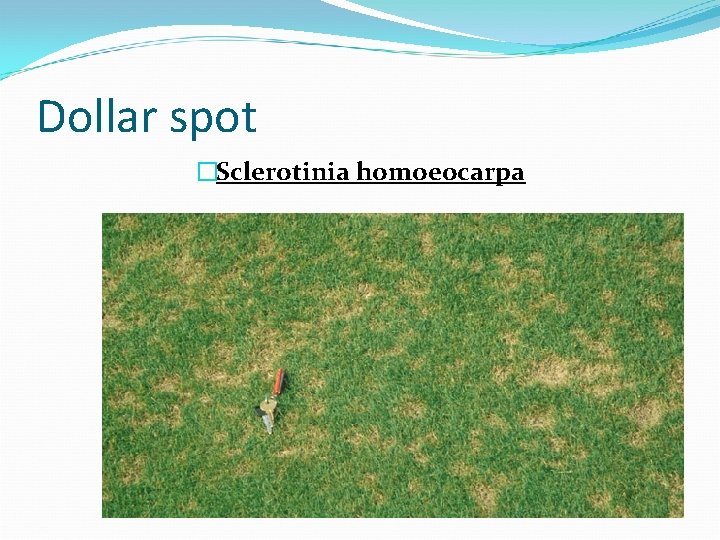 Dollar spot �Sclerotinia homoeocarpa 
