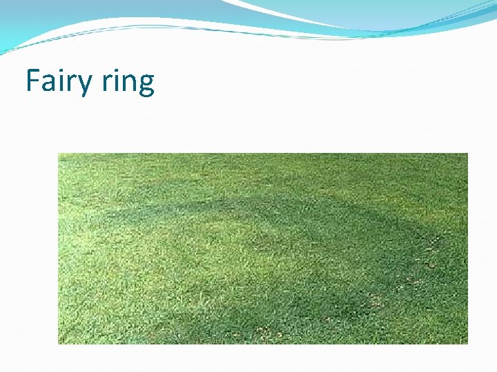 Fairy ring 