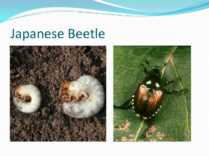 Japanese Beetle 