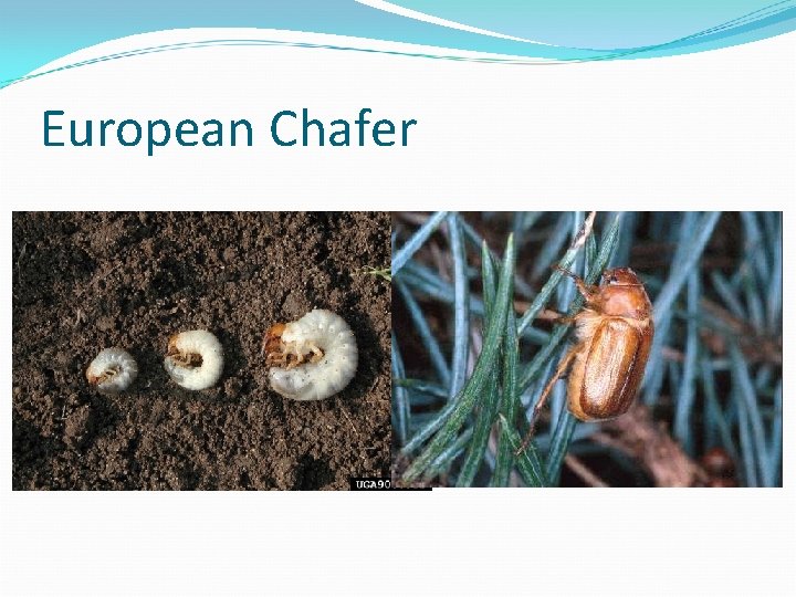 European Chafer 