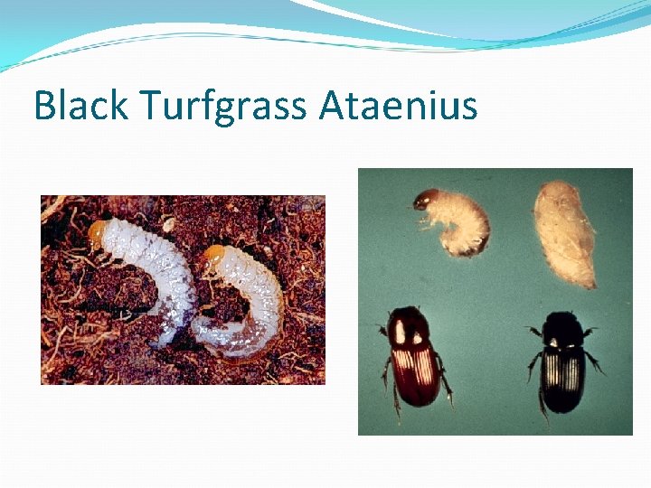 Black Turfgrass Ataenius 
