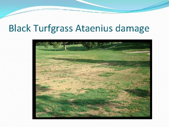 Black Turfgrass Ataenius damage 