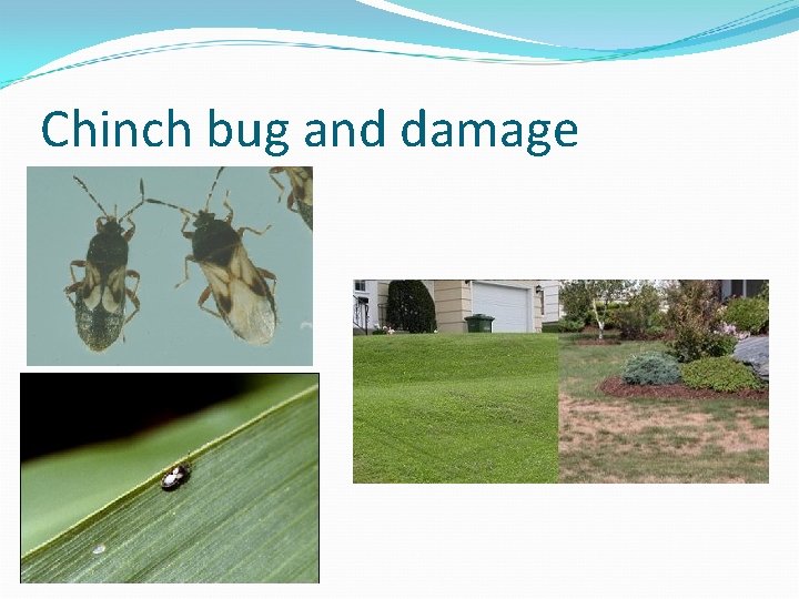 Chinch bug and damage 
