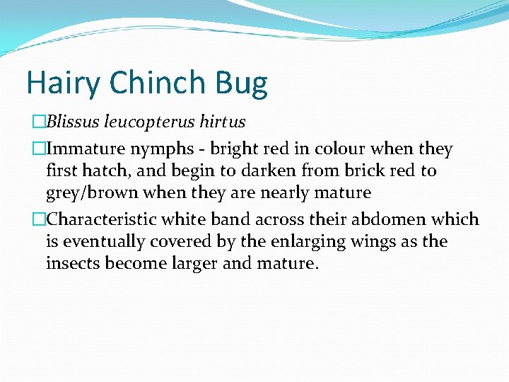 Hairy Chinch Bug �Blissus leucopterus hirtus �Immature nymphs - bright red in colour when
