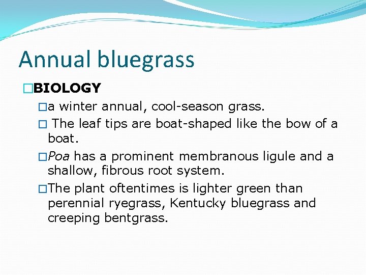 Annual bluegrass �BIOLOGY �a winter annual, cool-season grass. � The leaf tips are boat-shaped