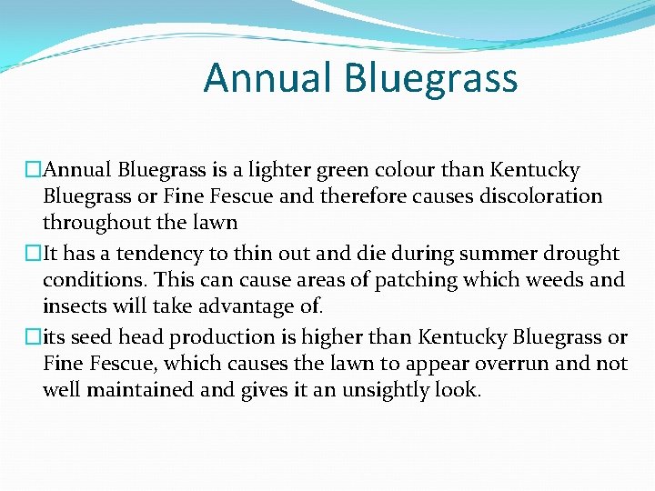 Annual Bluegrass �Annual Bluegrass is a lighter green colour than Kentucky Bluegrass or Fine