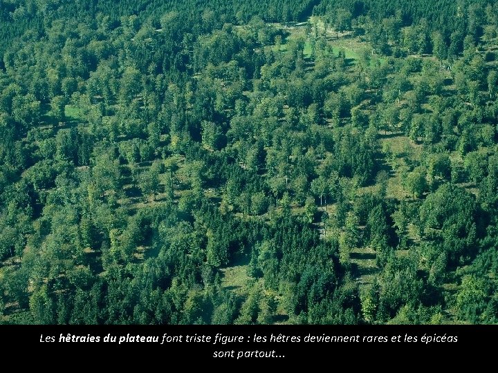 Les hêtraies du plateau font triste figure : les hêtres deviennent rares et les