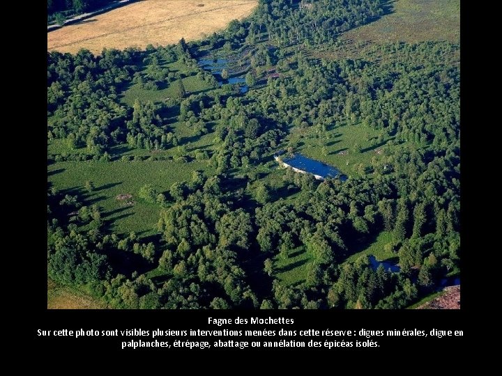 Fagne des Mochettes Sur cette photo sont visibles plusieurs interventions menées dans cette réserve