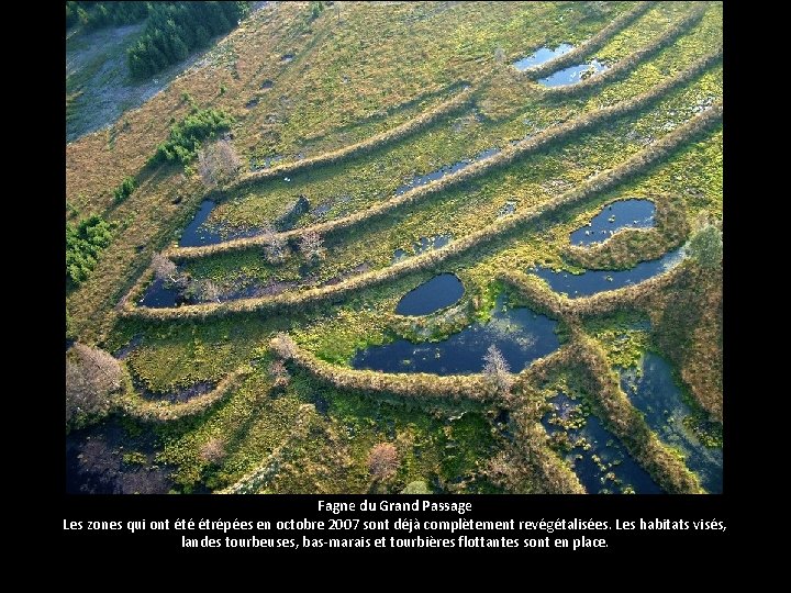 Fagne du Grand Passage Les zones qui ont été étrépées en octobre 2007 sont