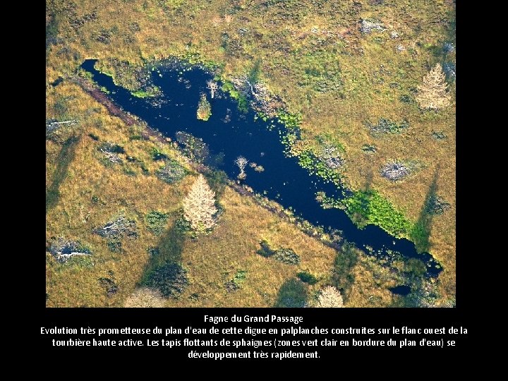 Fagne du Grand Passage Evolution très prometteuse du plan d'eau de cette digue en