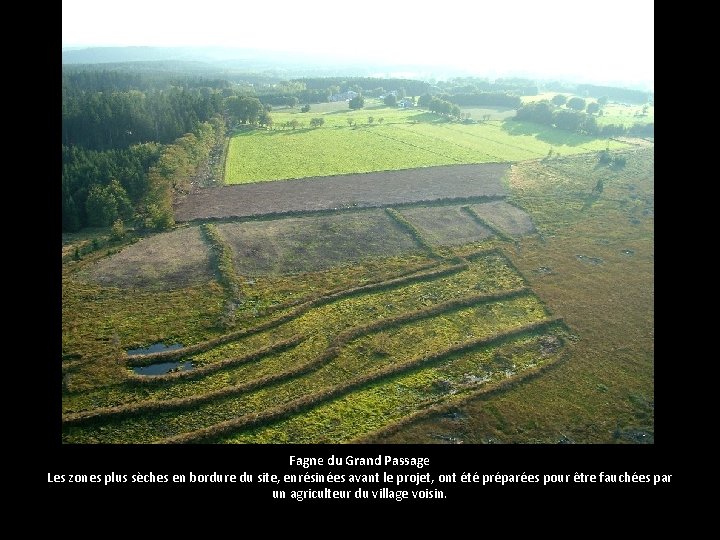 Fagne du Grand Passage Les zones plus sèches en bordure du site, enrésinées avant