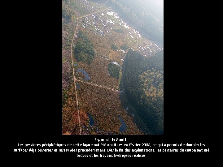 Fagne de la Goutte Les pessières périphériques de cette fagne ont été abattues en