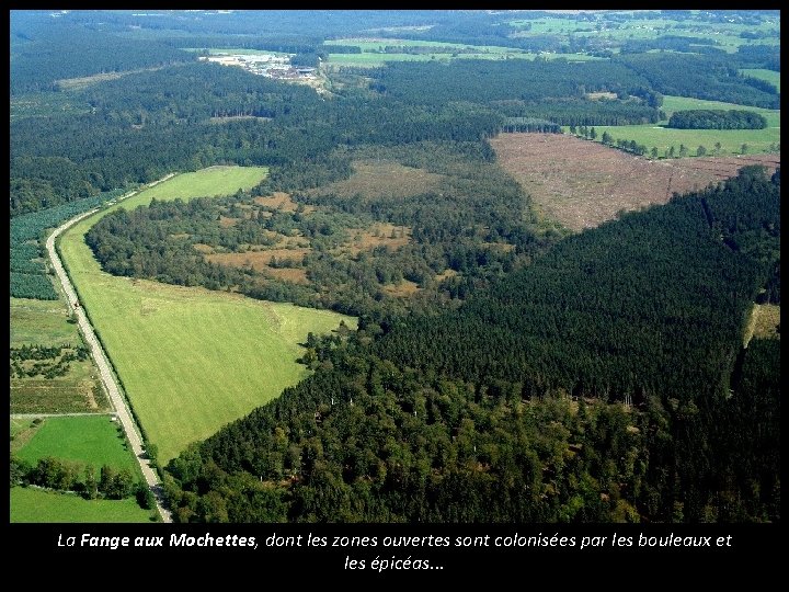 La Fange aux Mochettes, dont les zones ouvertes sont colonisées par les bouleaux et