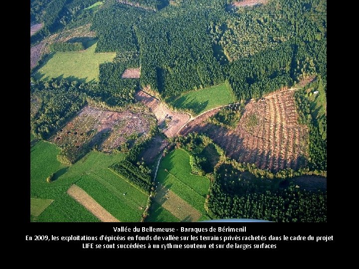 Vallée du Bellemeuse - Baraques de Bérimenil En 2009, les exploitations d'épicéas en fonds