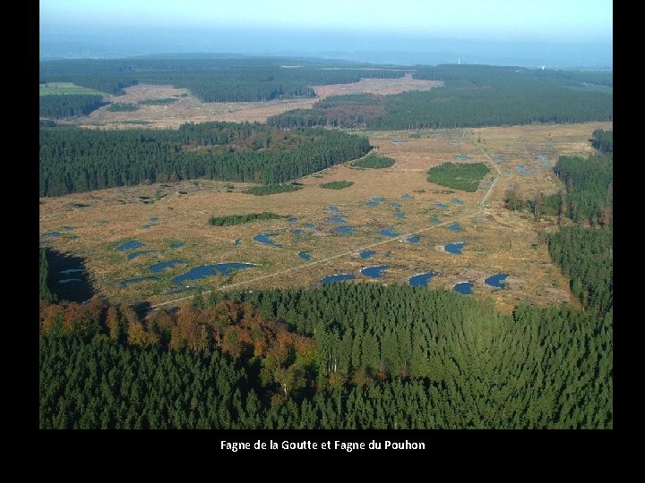 Fagne de la Goutte et Fagne du Pouhon 