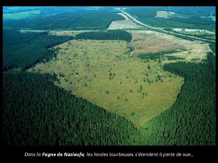 Dans la Fagne de Nazieufa, les landes tourbeuses s'étendent à perte de vue. .