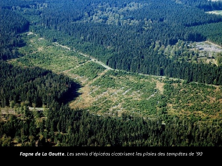 Fagne de La Goutte. Les semis d'épicéas cicatrisent les plaies des tempêtes de '90