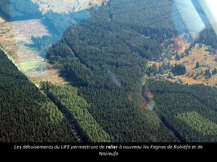 Les déboisements du LIFE permettront de relier à nouveau les Fagnes de Robiéfa et