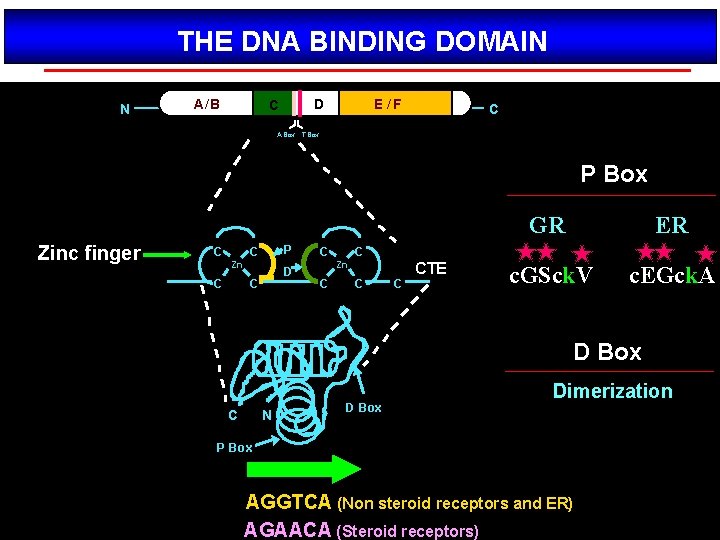 THE DNA BINDING DOMAIN N A/ B D C E /F C A Box