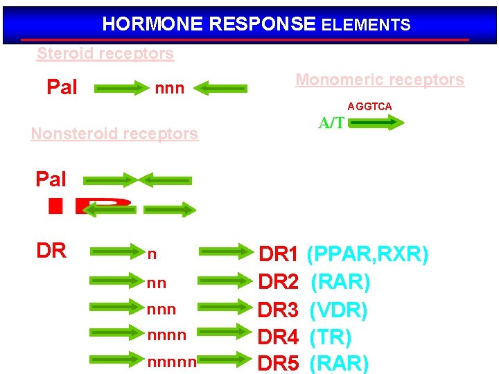 HORMONE RESPONSE ELEMENTS Steroid receptors Pal AGAACA nnn TGTTCT AGGTCA Monomeric receptors TGACCT AGGTCA