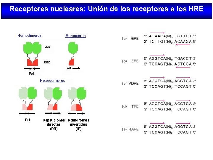 Receptores nucleares: Unión de los receptores a los HRE Homodímeros Monómeros LDB DBD A/T