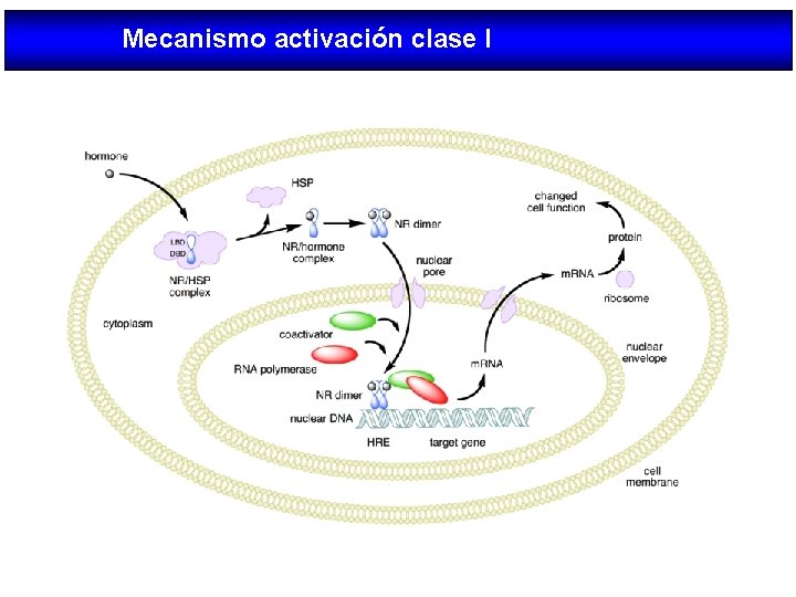 Mecanismo activación clase I 