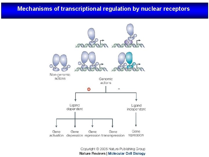 Mechanisms of transcriptional regulation by nuclear receptors 