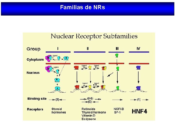 Familias de NRs 