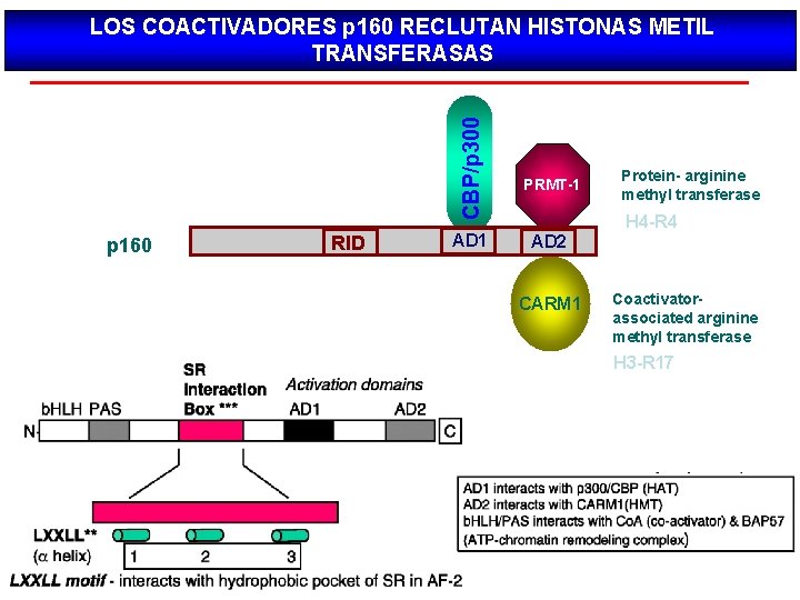CBP/p 300 LOS COACTIVADORES p 160 RECLUTAN HISTONAS METIL TRANSFERASAS p 160 RID AD