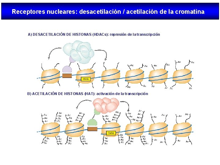 Receptores nucleares: desacetilación / acetilación de la cromatina A) DESACETILACIÓN DE HISTONAS (HDACs): represión