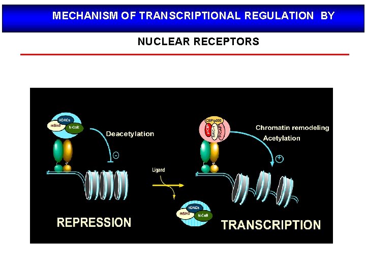 MECHANISM OF TRANSCRIPTIONAL REGULATION BY NUCLEAR RECEPTORS 