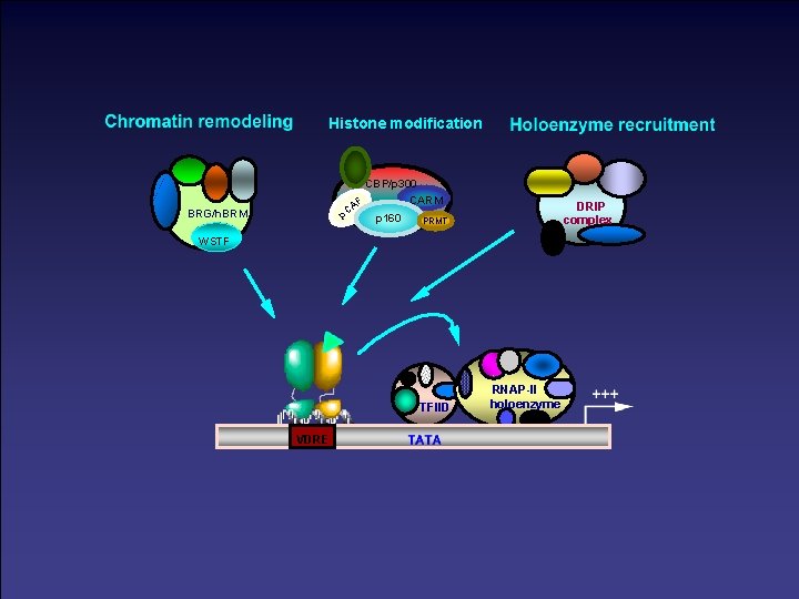 Histone modification CBP/p 300 AF p. C BRG/h. BRM CARM p 160 DRIP complex