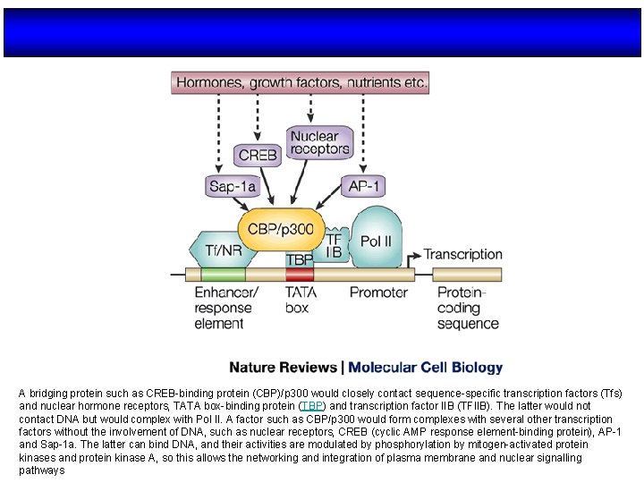 A bridging protein such as CREB-binding protein (CBP)/p 300 would closely contact sequence-specific transcription