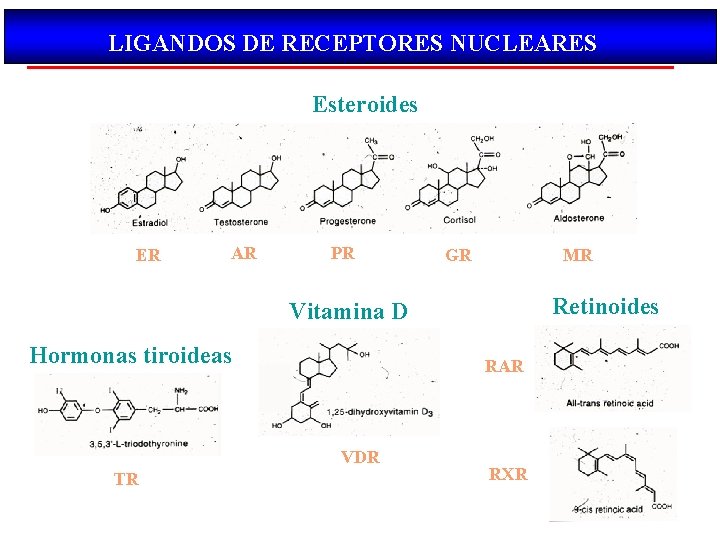 LIGANDOS DE RECEPTORES NUCLEARES Esteroides ER AR PR GR MR Retinoides Vitamina D Hormonas