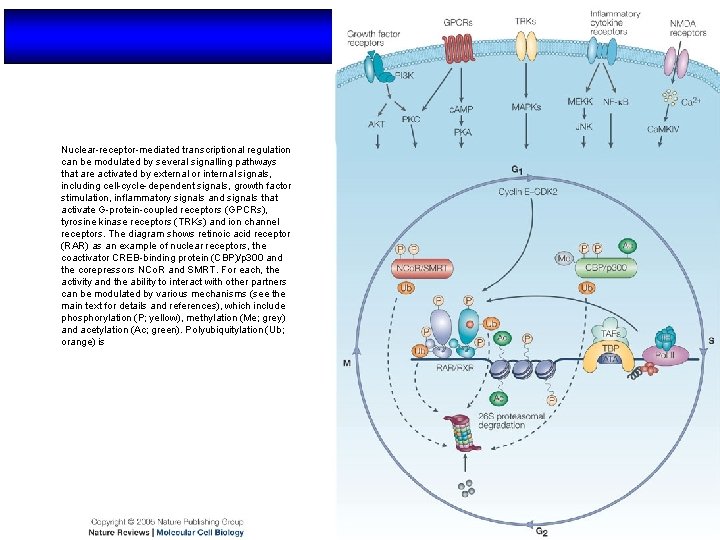 Nuclear-receptor-mediated transcriptional regulation can be modulated by several signalling pathways that are activated by