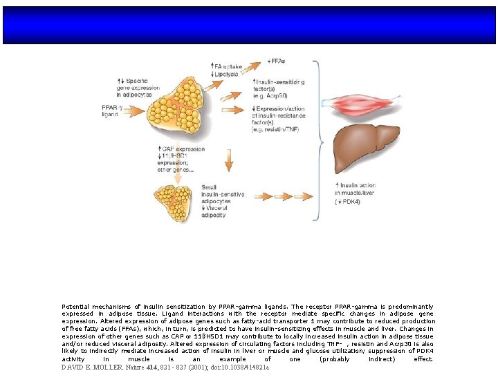 Potential mechanisms of insulin sensitization by PPAR-gamma ligands. The receptor PPAR-gamma is predominantly expressed