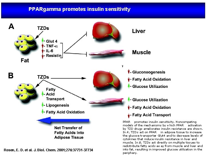 PPARgamma promotes insulin sensitivity Rosen, E. D. et al. J. Biol. Chem. 2001; 276: