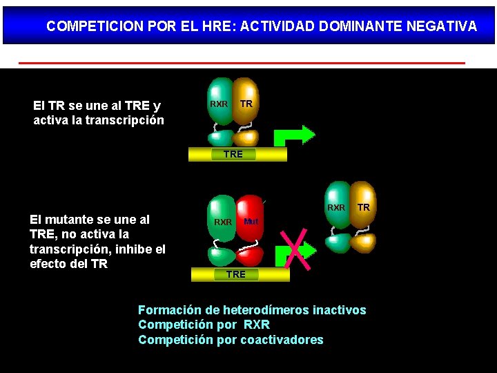 COMPETICION POR EL HRE: ACTIVIDAD DOMINANTE NEGATIVA El TR se une al TRE y