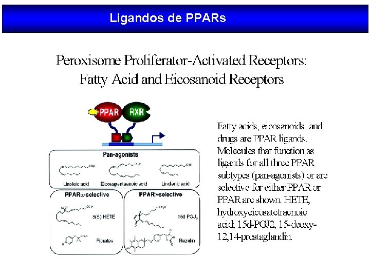Ligandos de PPARs 