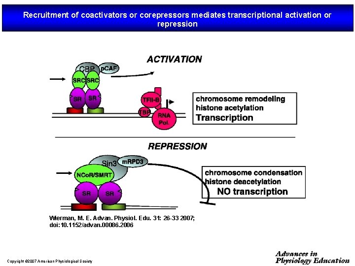 Recruitment of coactivators or corepressors mediates transcriptional activation or repression Wierman, M. E. Advan.